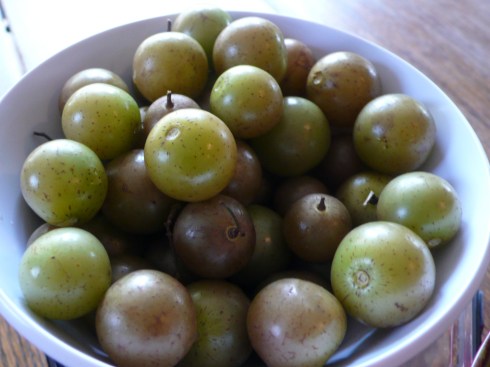 Grapes Oh My Goddess