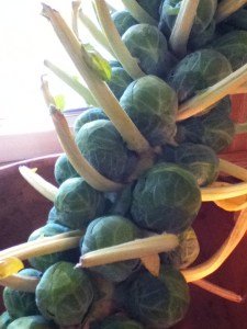 brussels sprouts!